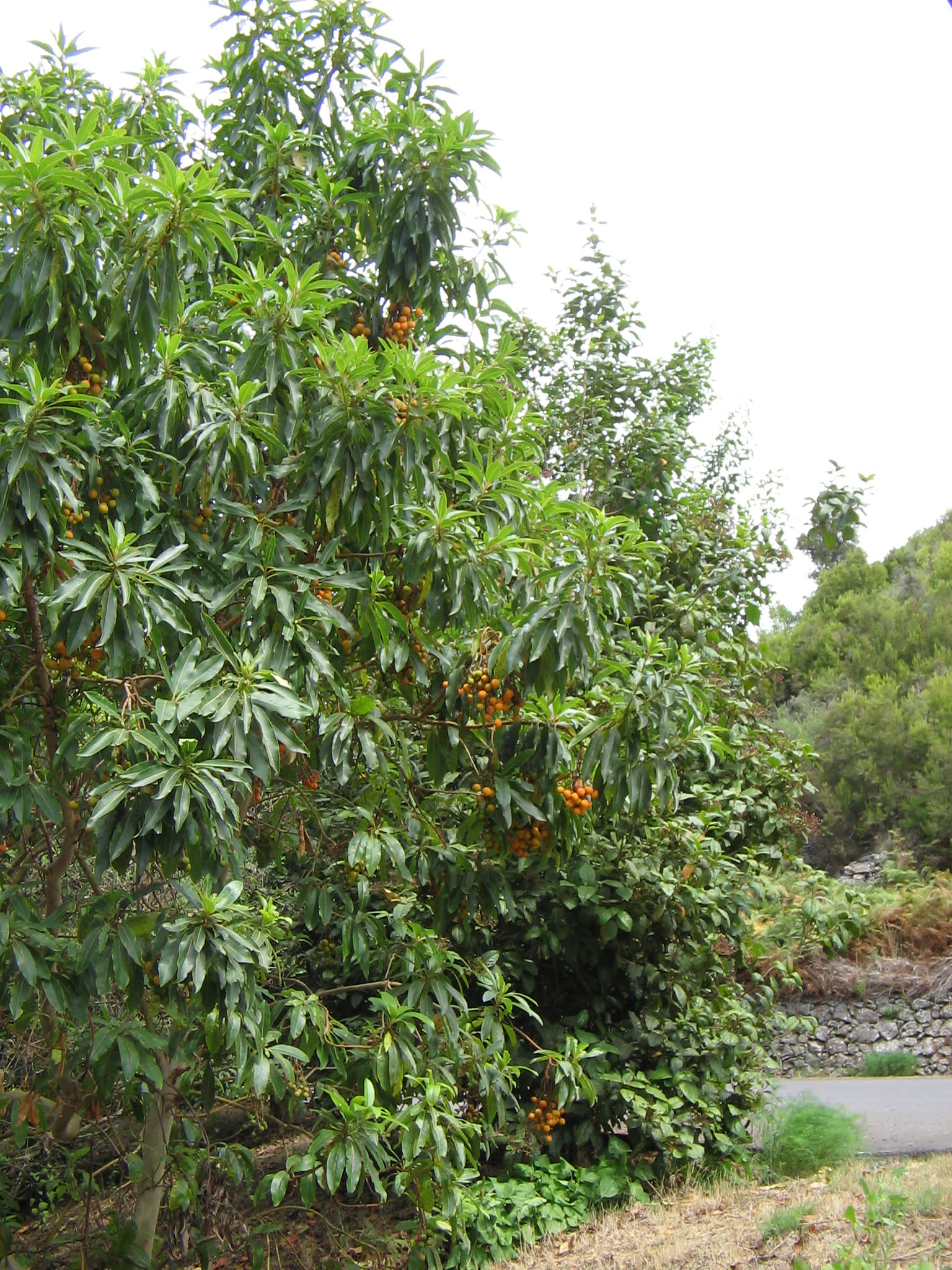 Arbutus canariensis Images - Useful Tropical Plants