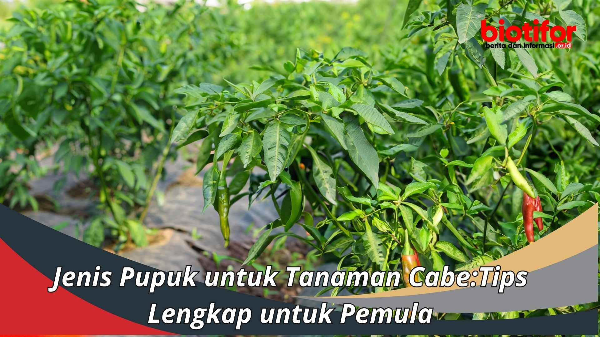 Jenis Pupuk untuk Tanaman Cabe:Tips Lengkap untuk Pemula