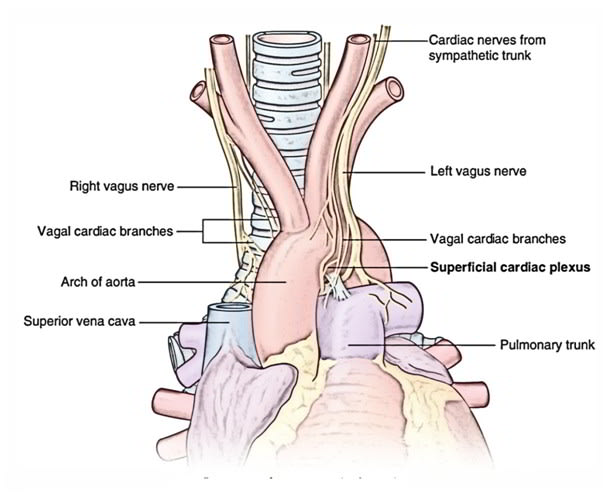 Easy Notes On 【Nerve Supply and Lymphatic Drainage of Heart】