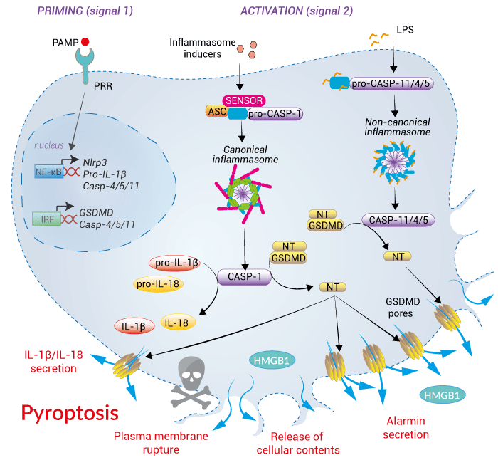 Regulated Cell Death | Overview | InvivoGen