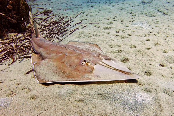 Acoustic Telemetry for Critically Endangered Guitarfish Species (2022 ...