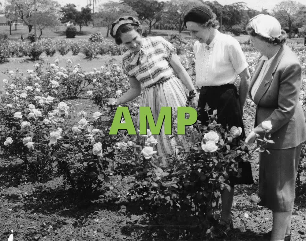 AMP Meaning » What does AMP mean? » Slang.org