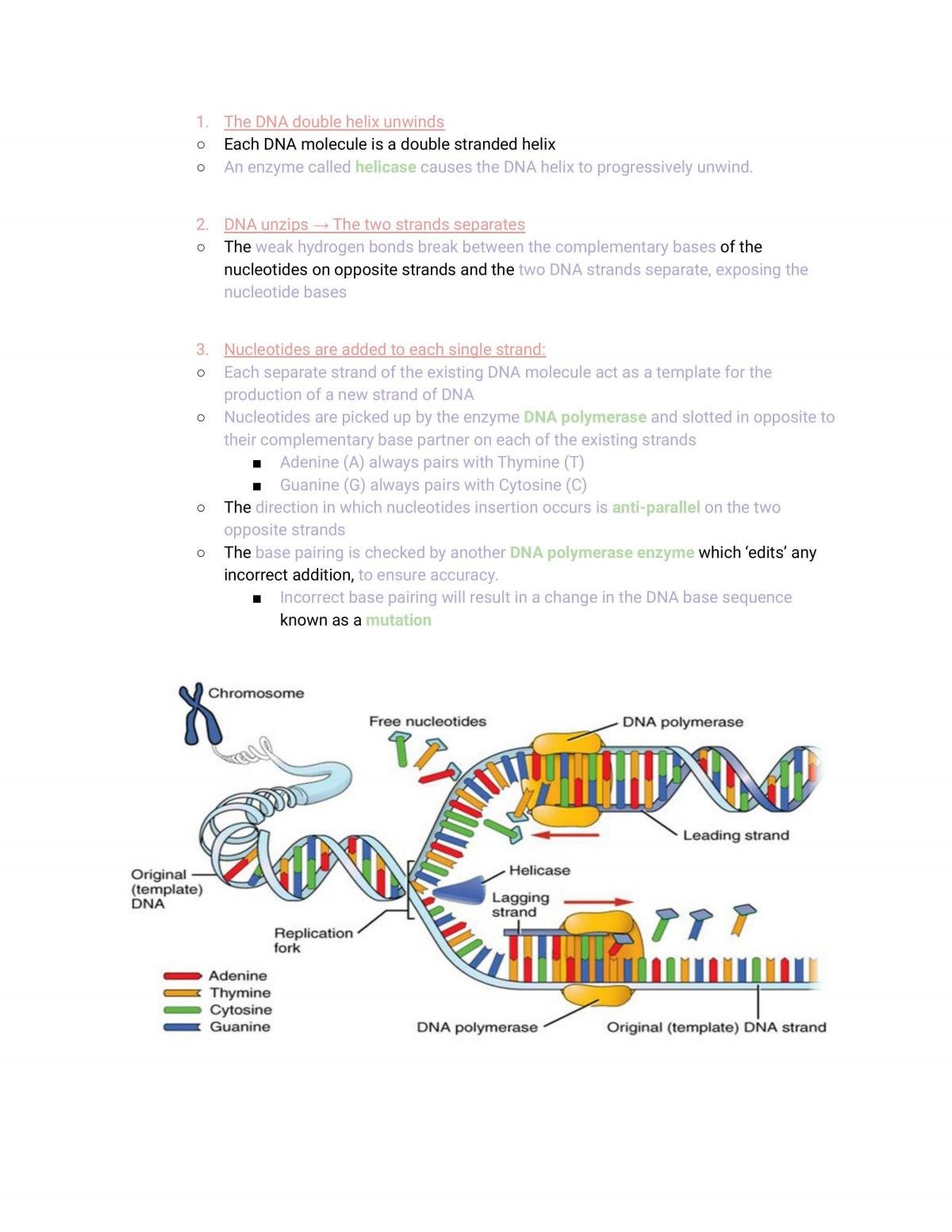 HSC Biology Notes Heredity | Biology - Year 12 HSC | Thinkswap