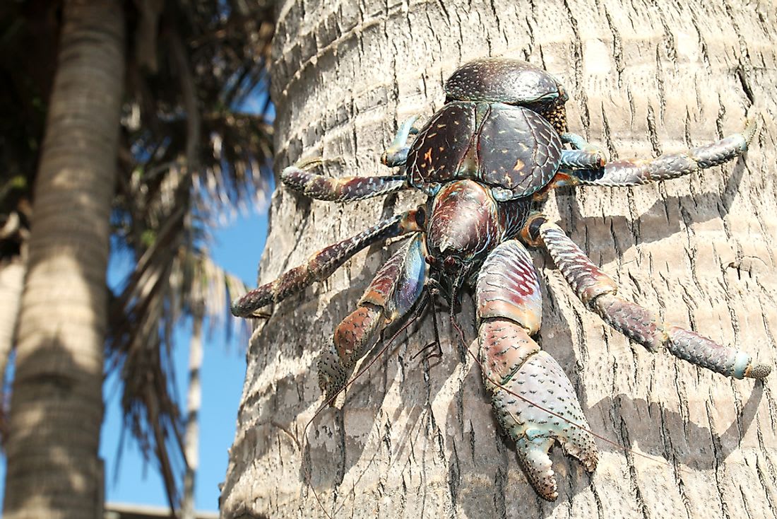 Coconut Crabs Facts: Animals of the World - WorldAtlas