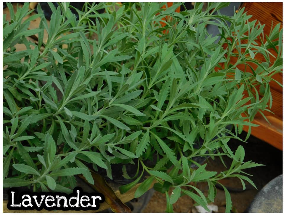 Lavender