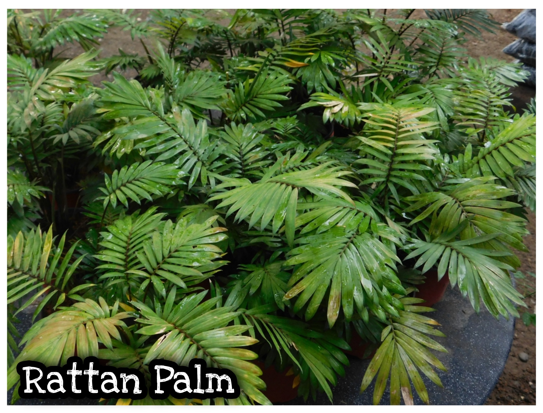 Rattan Palm