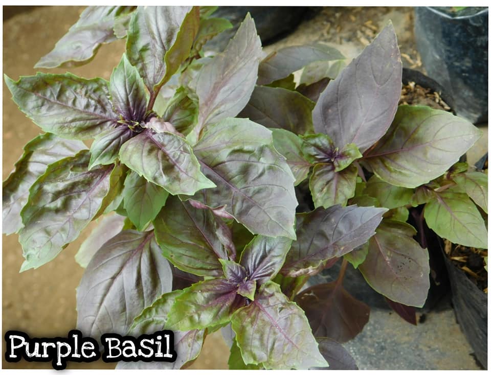 Purple Basil