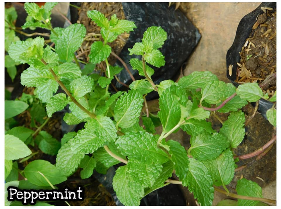 Peppermint