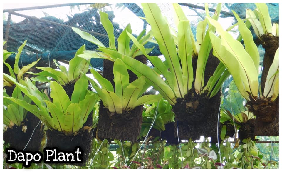 Dapo Plant 