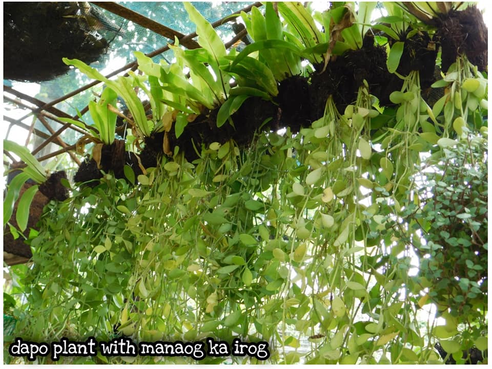 Dapo plant with manog ka irog