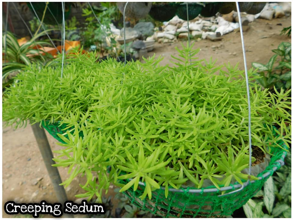 Creeping Sedum