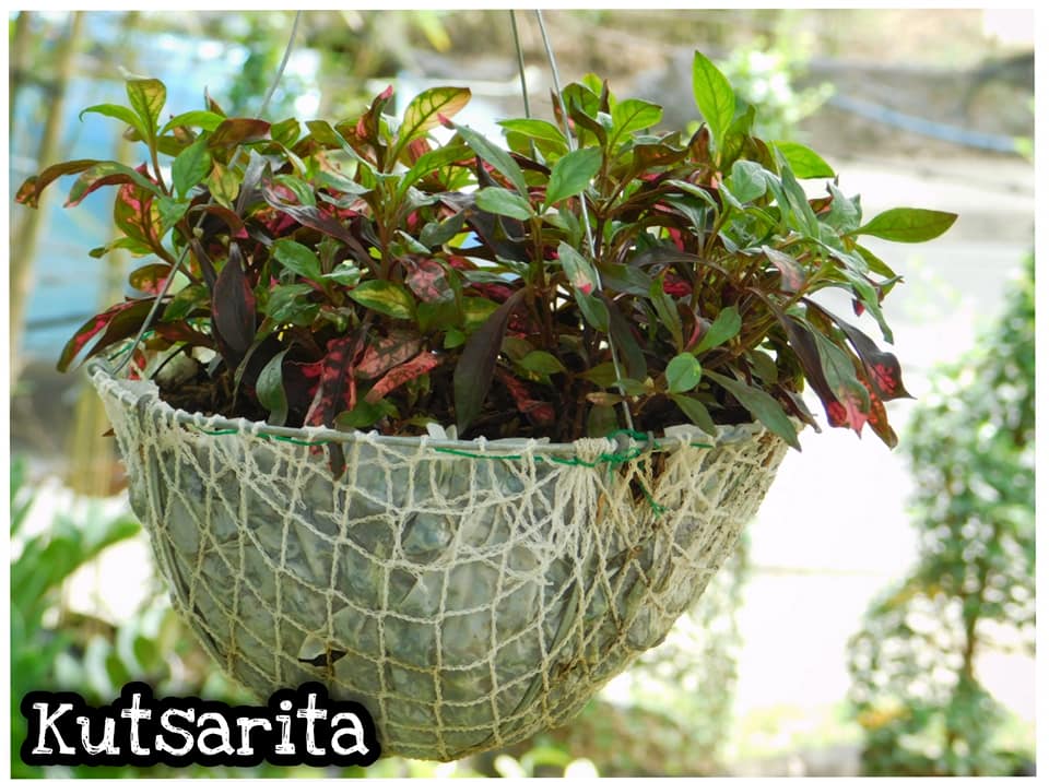 Kutsarita