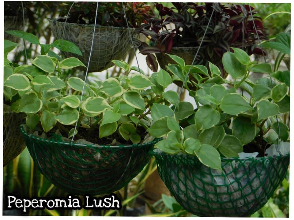 Pepermia Lush