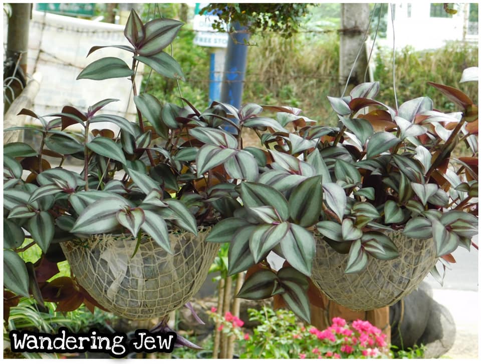 Wandering Jew