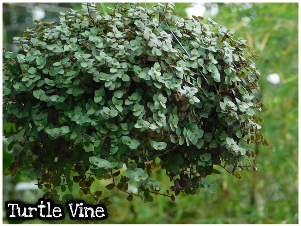 Turtle Vine
