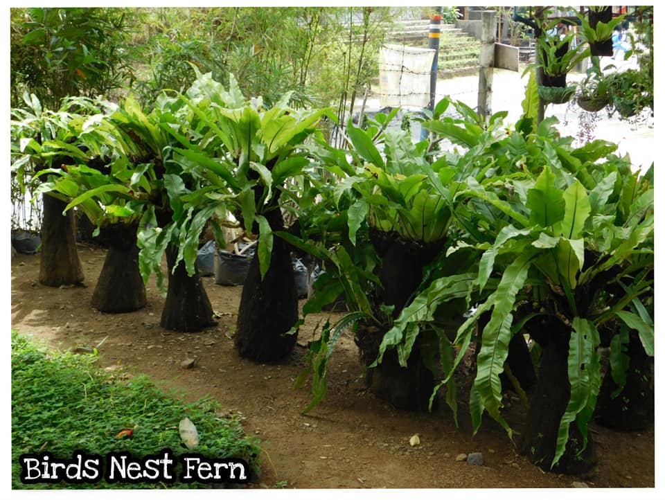 Birds Nest Fern