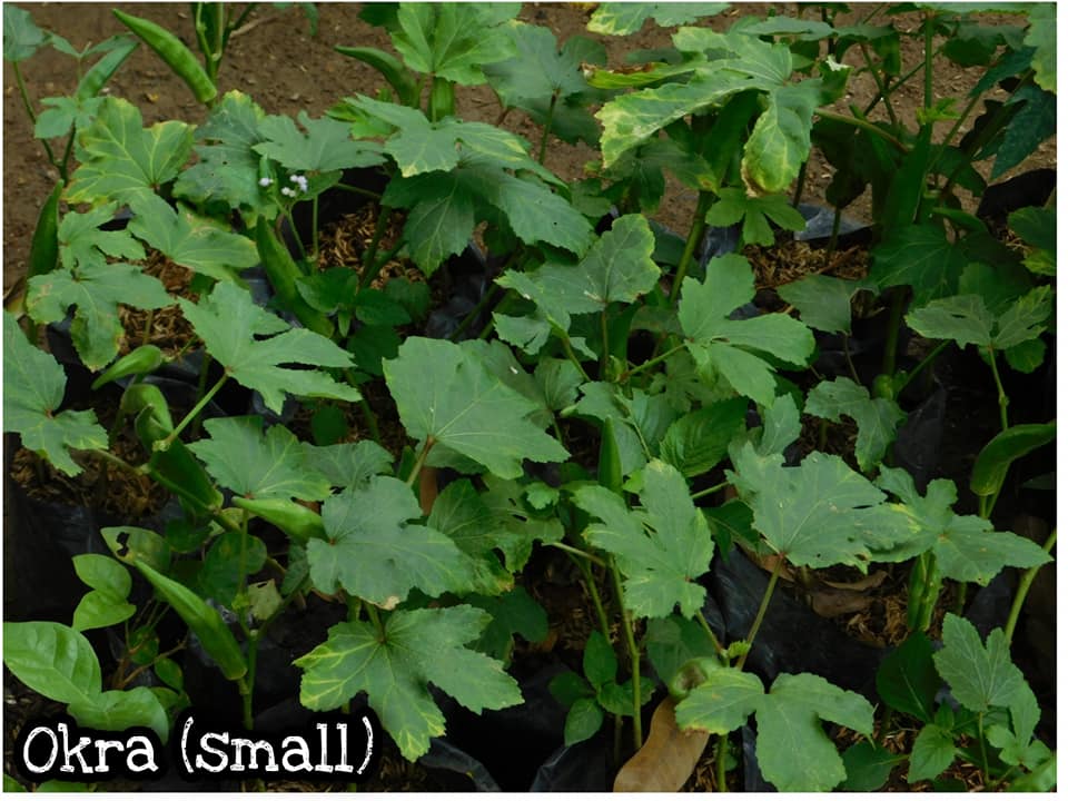 Okra