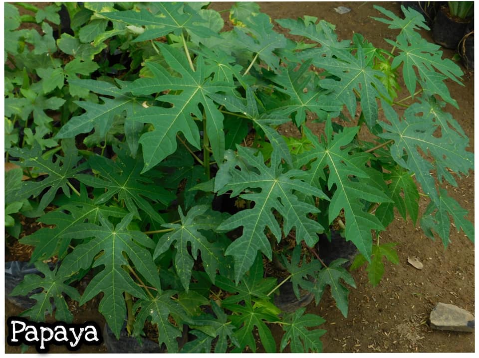 Papaya