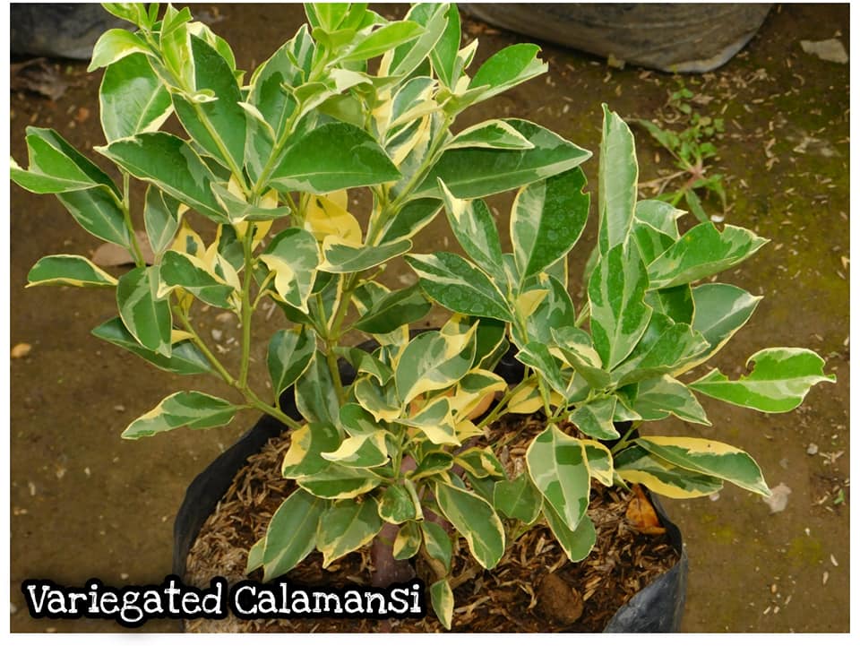 Variegared Calamansi