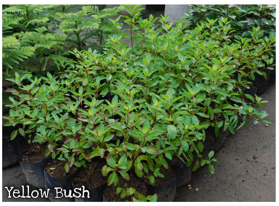 Yellow Bush