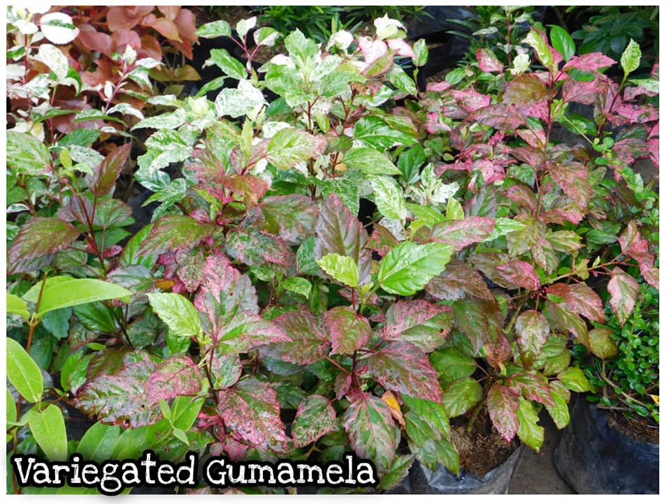 Variegared Gumamela