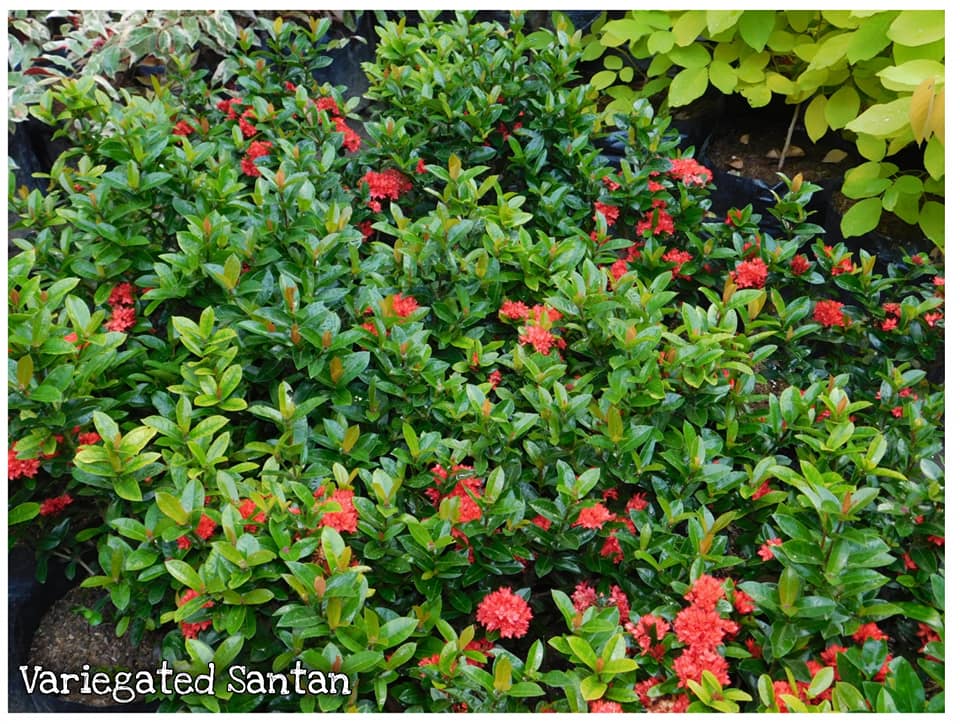 Variegared Santan