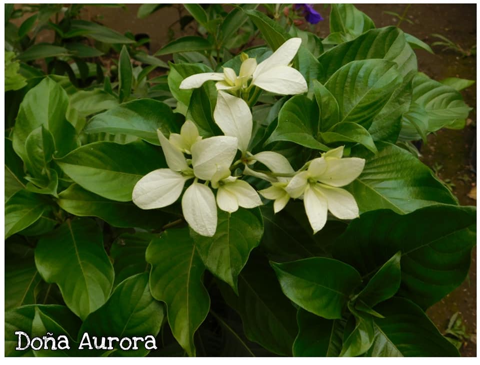 Doña Aurora