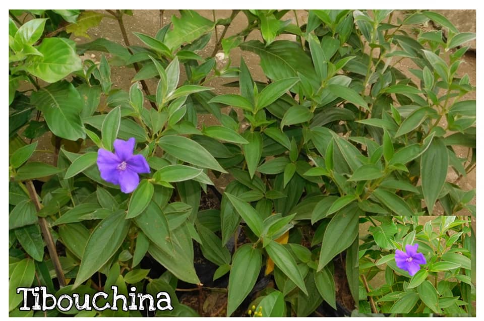 Tibouchina