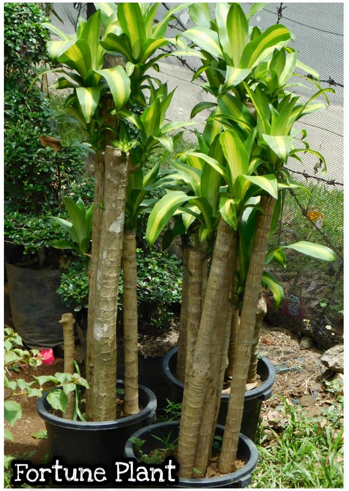 Fortune Plant