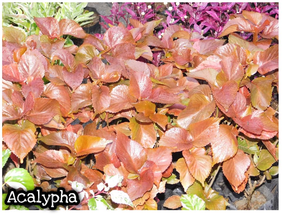 Acalypha