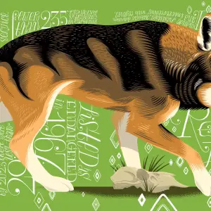 Illustration of a red wolf, with calligraphed type in the background. Illustration by Allen Crawford, Nature,