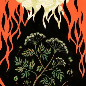 Illustration of the hemlock plant within a stylized fire and clouds of smoke.. Illustration by Ofra Amit, Nature, Decorative, 