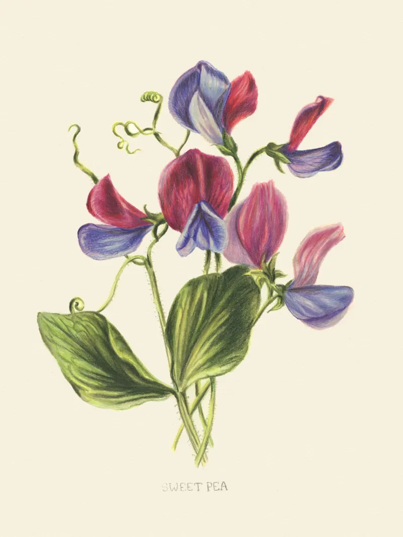 Botanical illustration of a sweet pea. Illustration by Connie Resch, Nature,