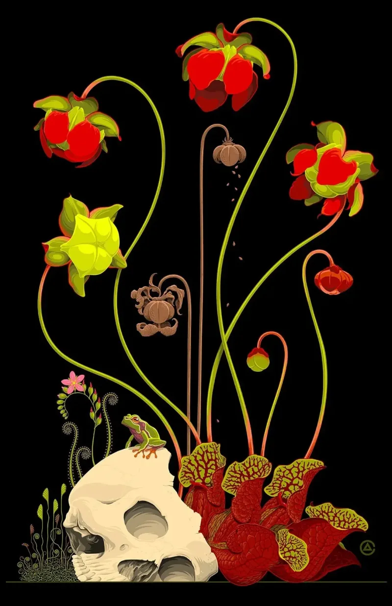 Decorative illustration of a pitcher plant with bright red leaves, growing out of a human skull that has a small frog perched on top of it.. Illustration by Allen Crawford, Nature, Decorative, Conceptual, 