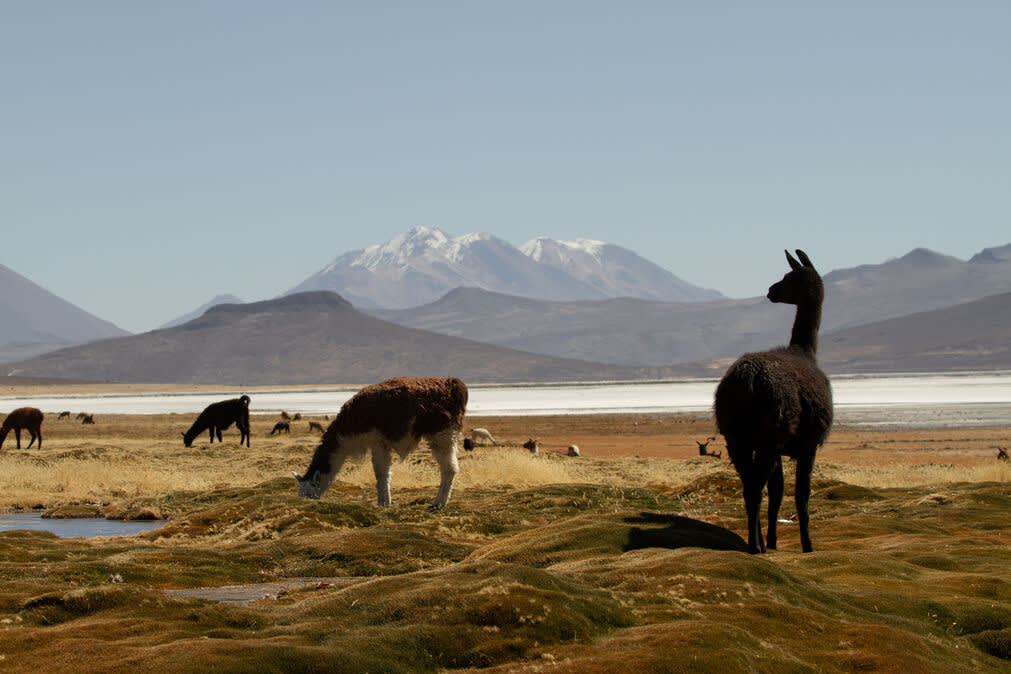 Colca Canyon 1