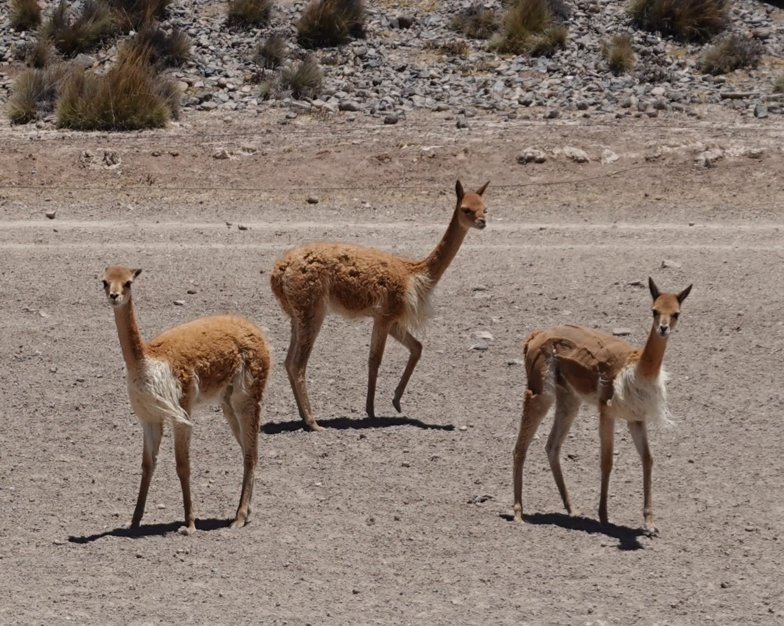 Colca Canyon 1