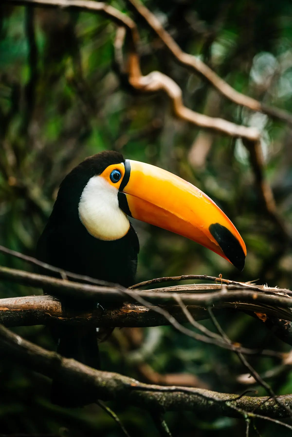 Seasonal waters of the Amazon rainforest