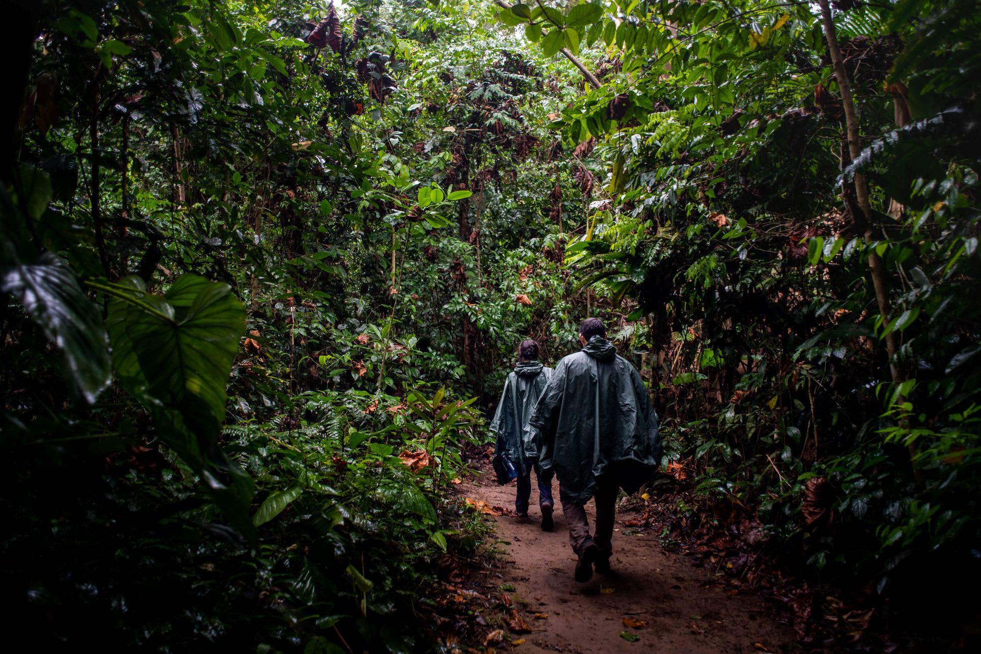Travelers walking a forest trail deep in the Peruvian Amazon