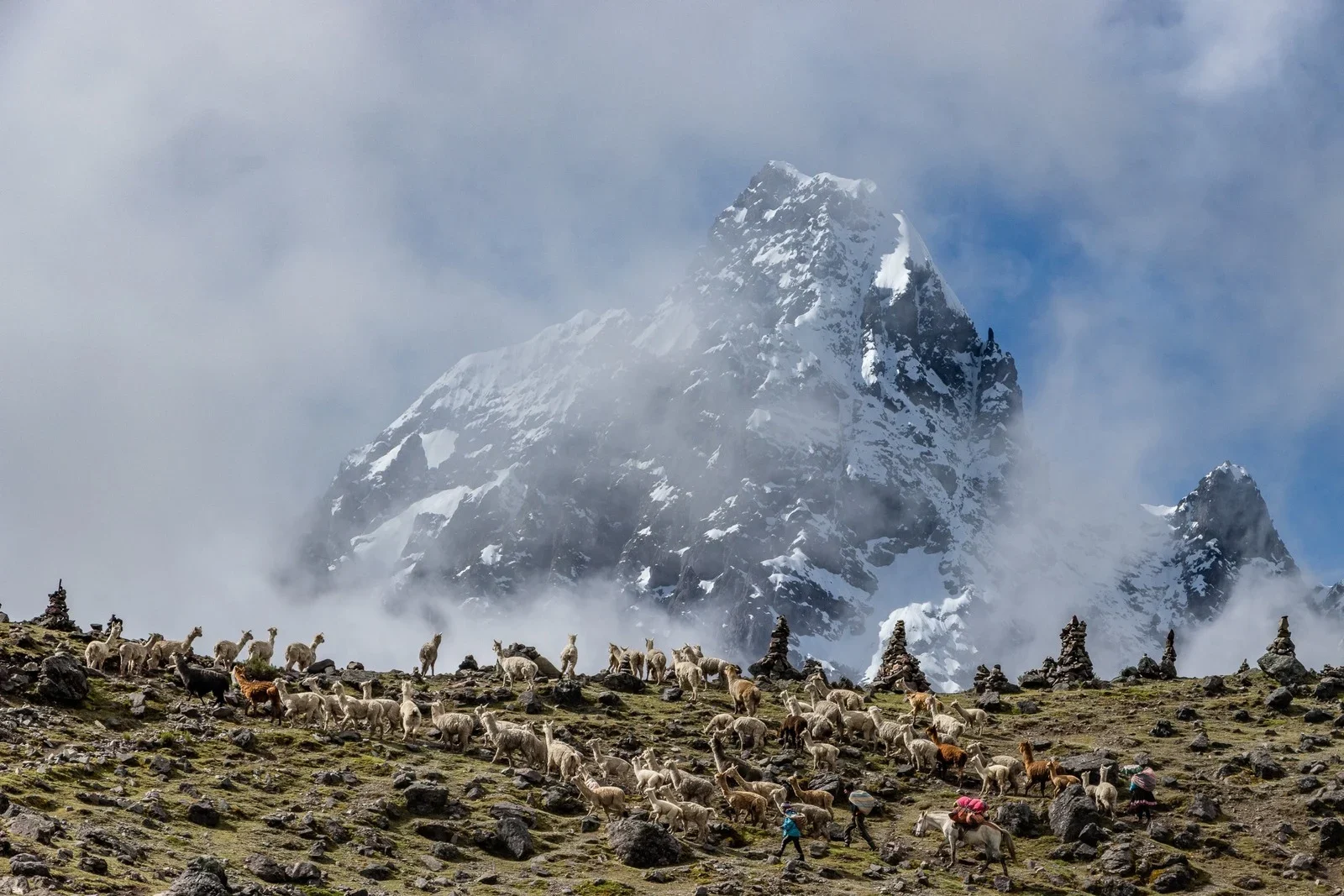 Alpaca herd crossing the Andean highlands beneath a snow-capped peak
