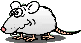 nervous shy rat