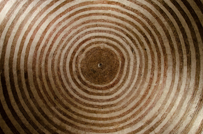 A picture of a cut tree showing circles