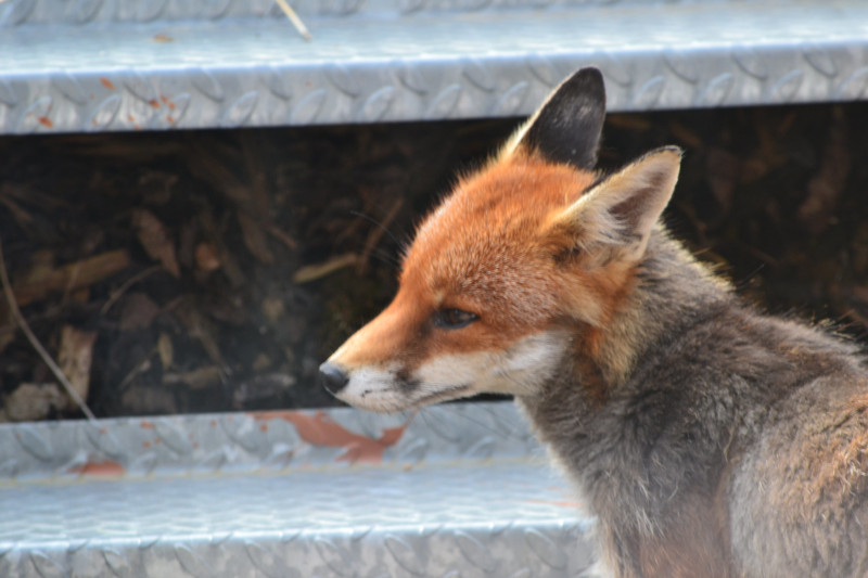 An image of a fox