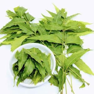 Dried Neem Leaves – 1 pack — on xHerbs Store Nigeria