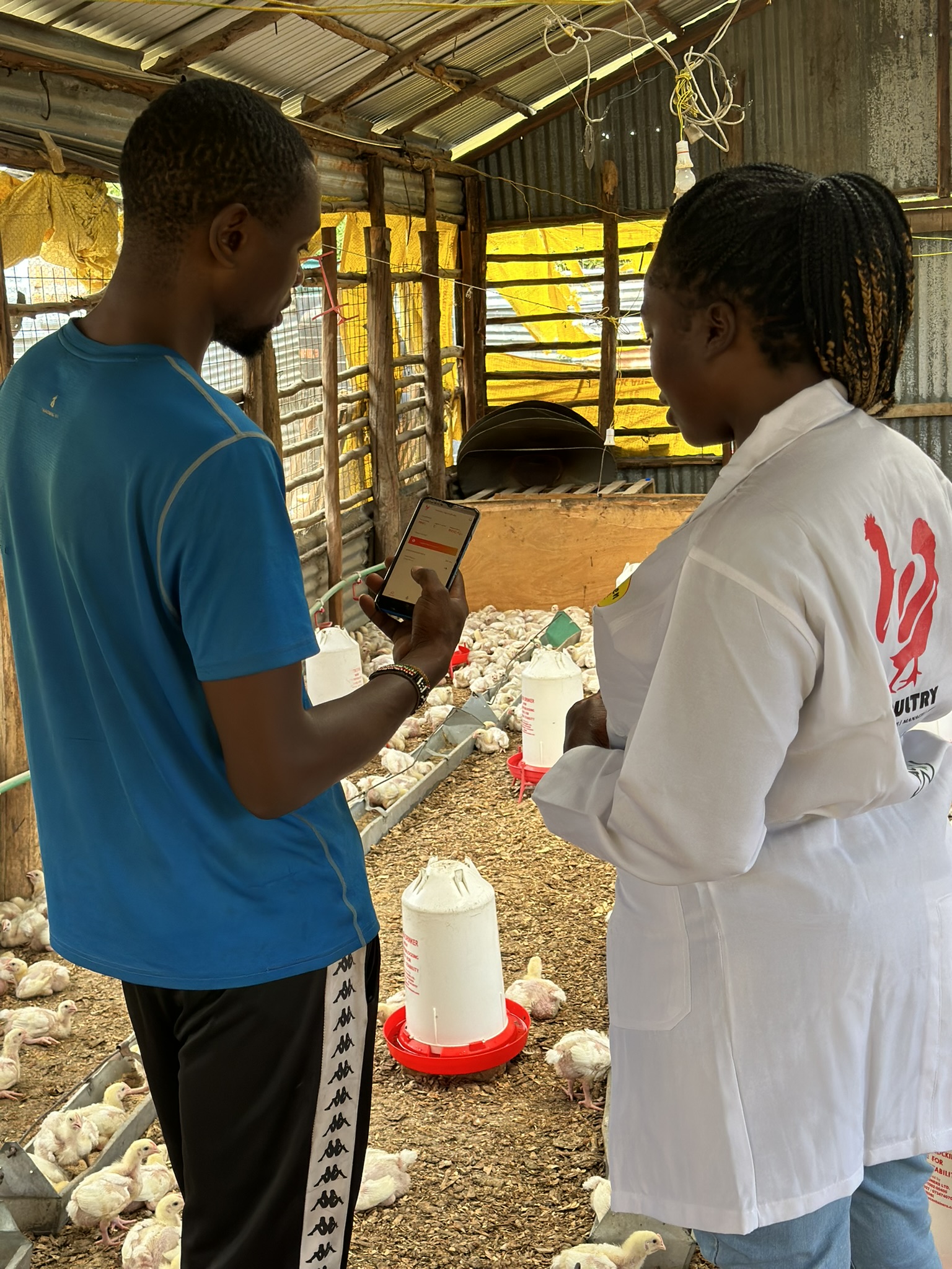 Farmer using the e-Poultry app to manage flock in chicken house