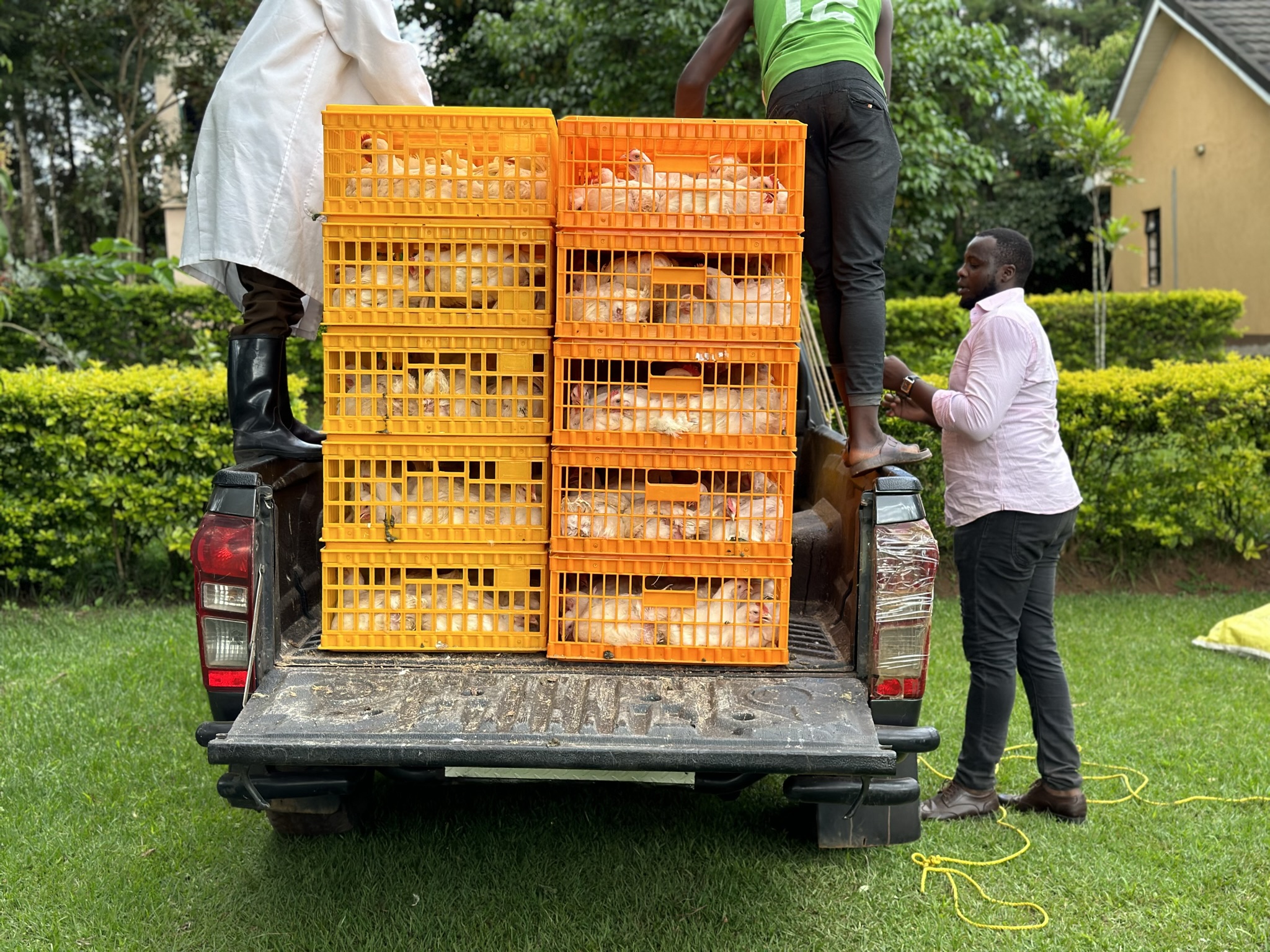 Crates of broilers being loaded on a truck for market delivery