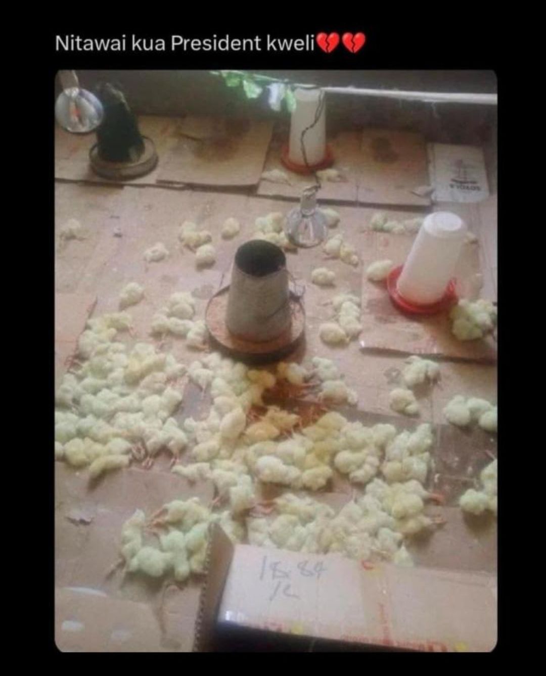 Broiler Chickens