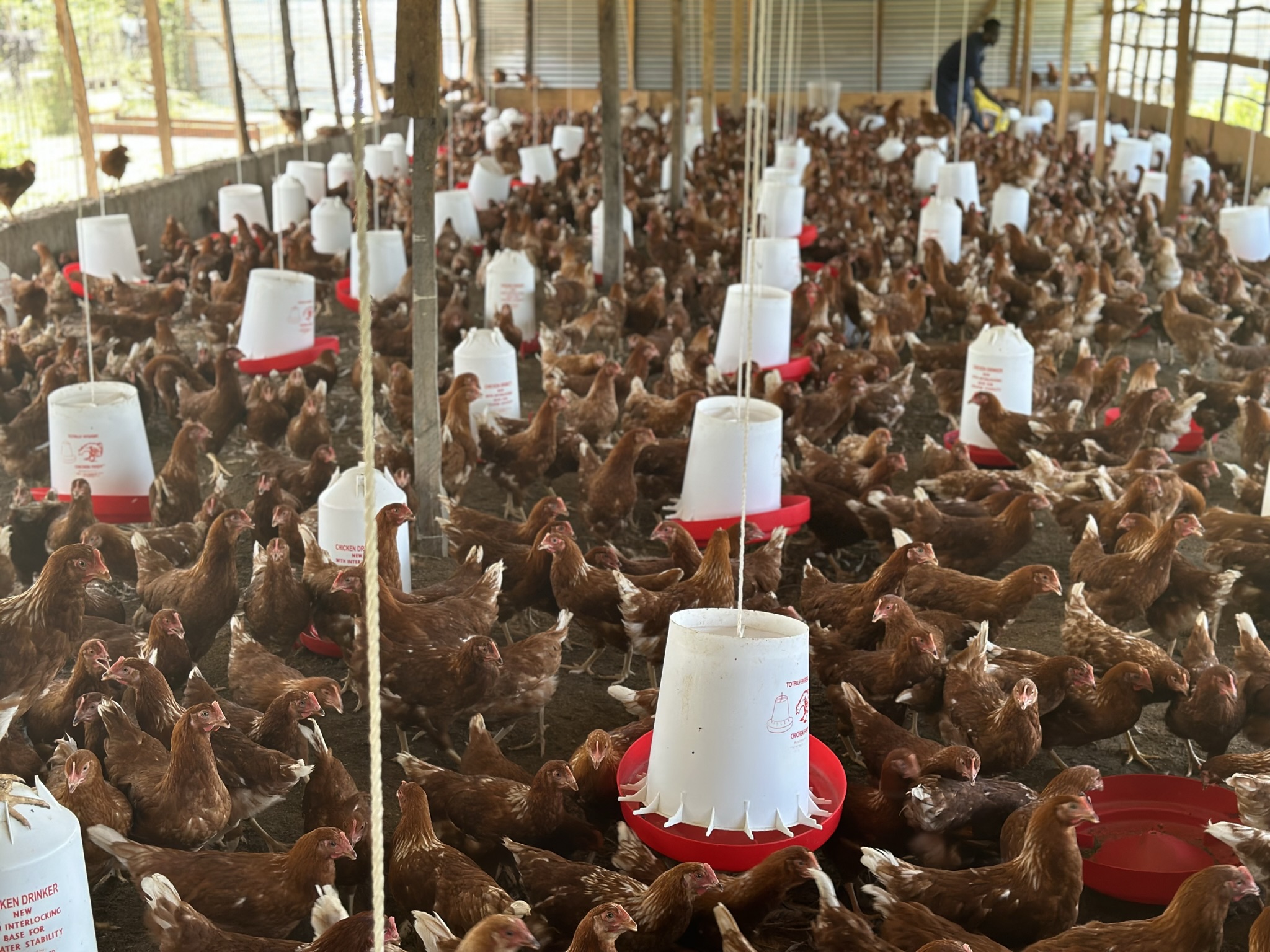 e-Poultry extension officer using the app inside a chicken house