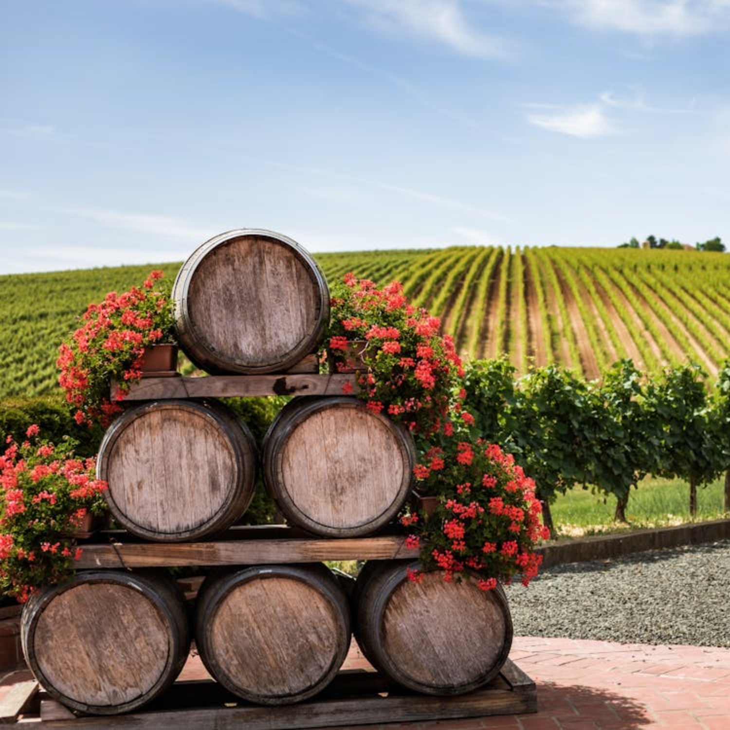 Cover Image for Navigating France's Vinous Landscape