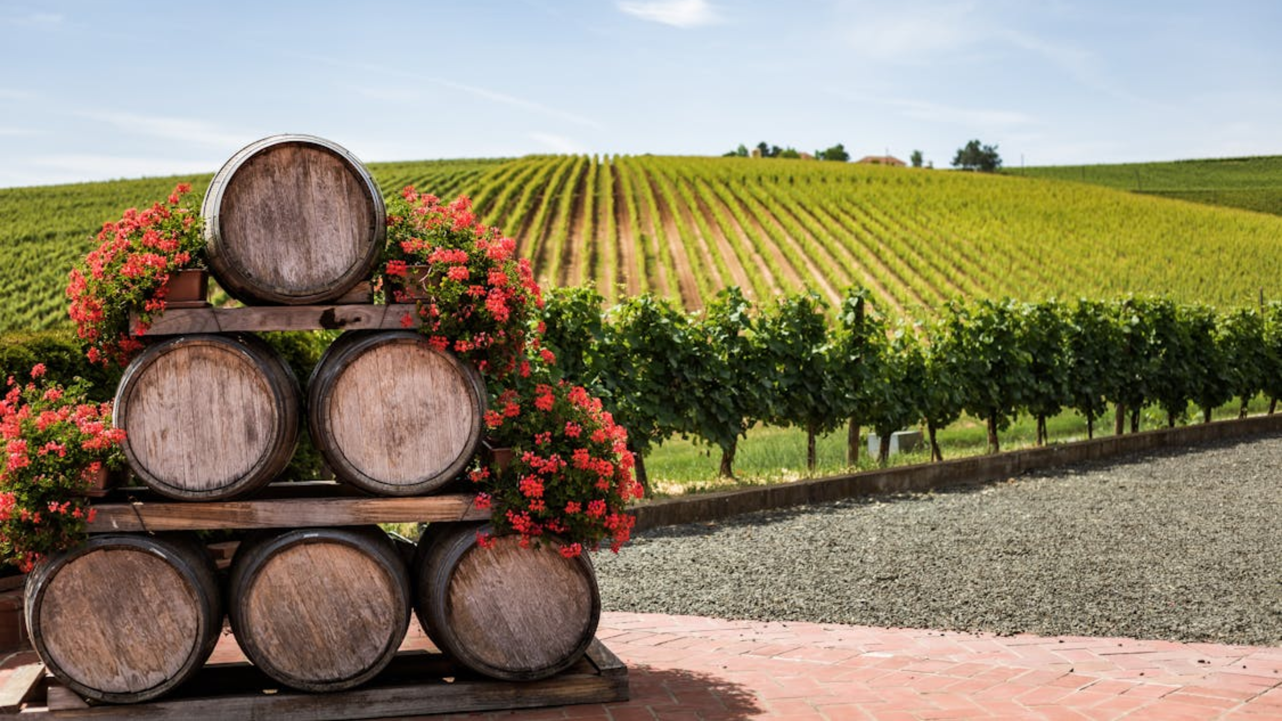 Cover Image for Navigating France's Vinous Landscape