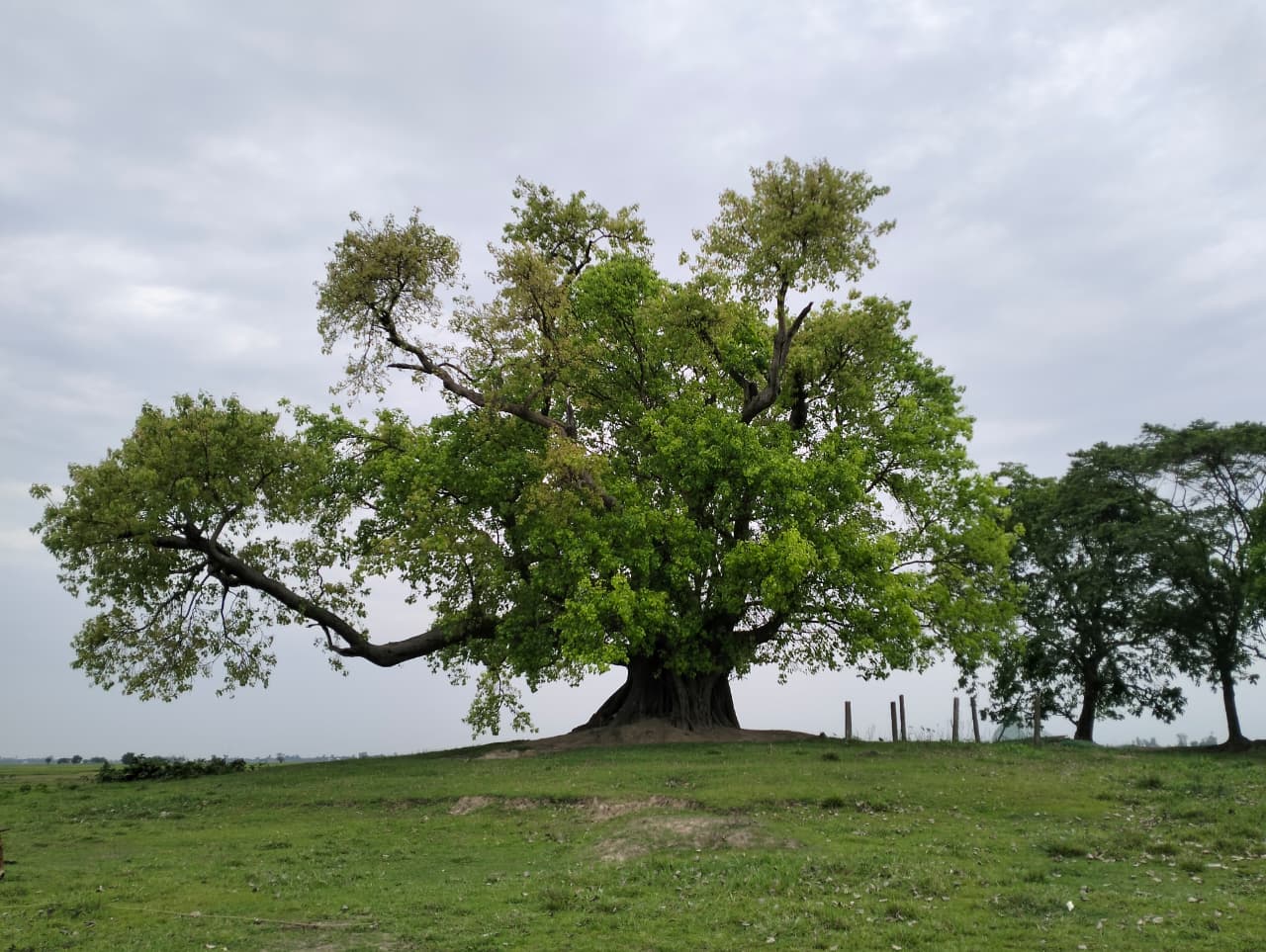 Plant My Tree, Build Green Bangladesh – 2026